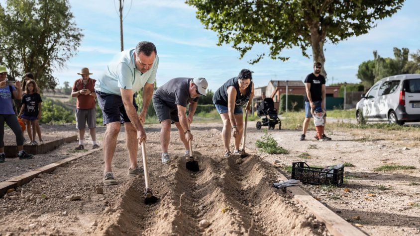 Santa Coloma celebra una nova edició de la plantada de bulbs de safrà.