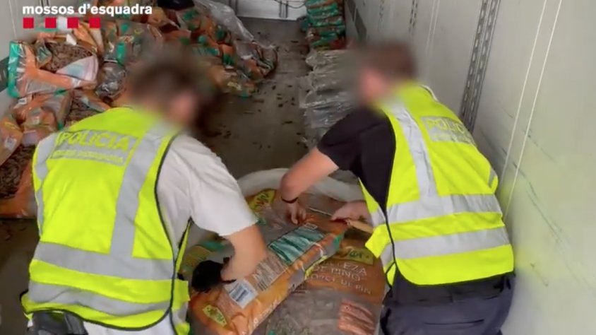 Desmantellen dos cultius de marihuana de 20.000 plantes tocant gairebé a la Conca de Barberà