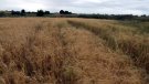 Unió de Pagesos reclama un ajut directe per als productors de cultius herbacis pels danys climàtics d'aquesta campanya