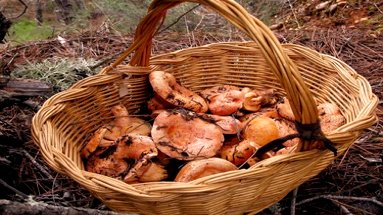 Netejar els bolets és la base per a la brasa