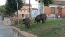 Un grup de porcs senglars en passegen durant la nit per al barri de Sant Maties de Montblanc