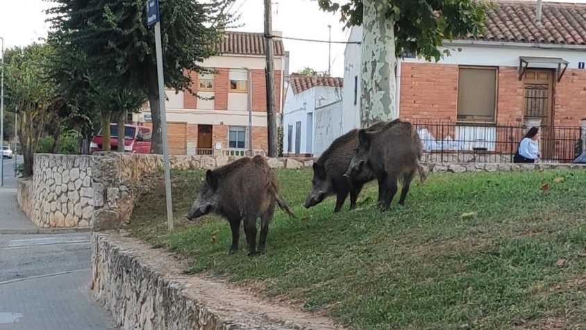 Un grup de tres porc senglars passejant tranquil·lament pels voltants de Sant Maties
