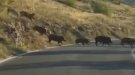 Més de 70 porcs senglars creuen una carretera a tocar de Vilanova de Prades