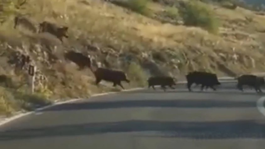 Més de 70 porcs senglars creuen una carretera a tocar de Vilanova de Prades