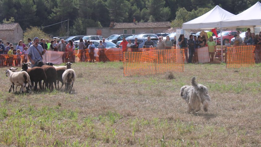 El bosc se celebra a Vallespinosa