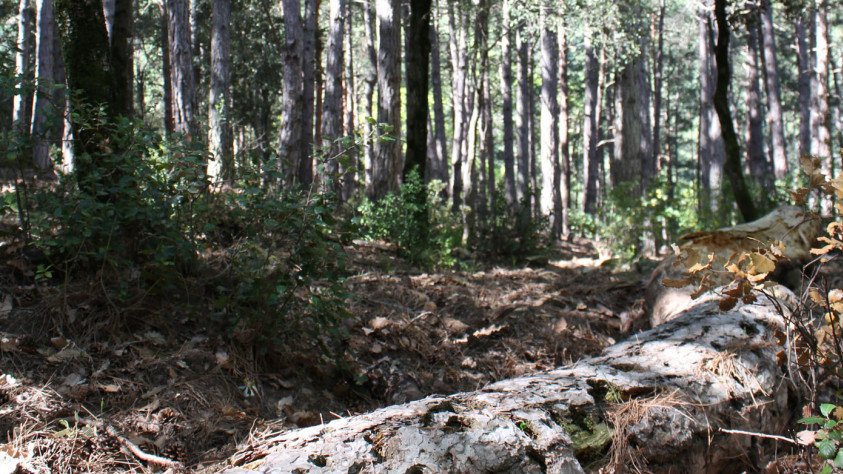 Bosc de Poblet on escoltar el silenci
