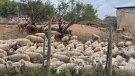 Recuperen l'antic camí ramader de Santa Coloma de Queralt a Cunit convertit en ruta turística
