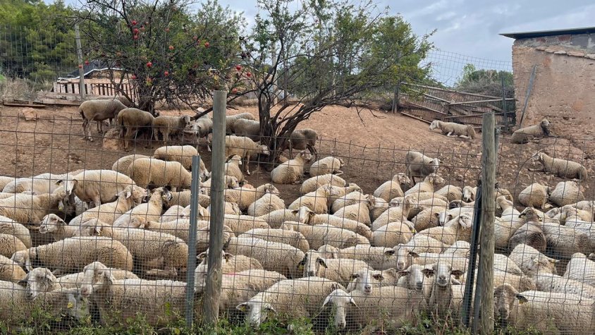 Recuperen l'antic camí ramader de Santa Coloma de Queralt a Cunit convertit en ruta turística