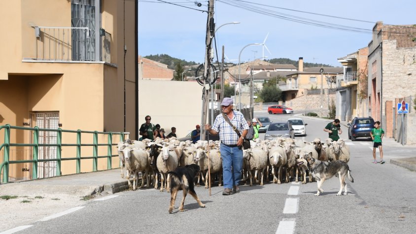 De Santa Coloma de Queralt a Cunit: "He recuperat un camí ramader que no m'hi deixaven passar", celebra el pastor