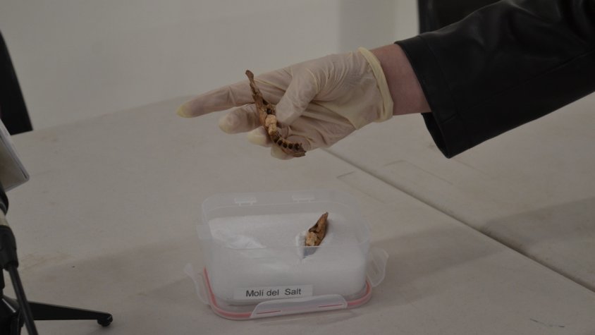 Mandíbula infantil que correspondria a un habitant d'entre 4-5 anys del Paleolític Superior