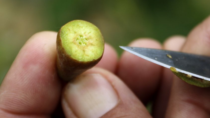 Ajuts per l'afectació de les gelades d'abril a les centrals fructícoles de fruita de pinyol de la Conca de Barberà