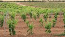 La Conca de Barberà ha perdut el 13% de la superfície agrària en els últims 11 anys