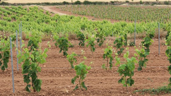 La Conca de Barberà ha perdut el 13% de la superfície agrària en els últims 11 anys