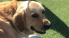 Es busca el Puppy, un gos perdut a Montblanc