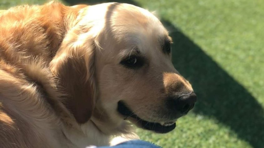 Es busca el Puppy, un gos perdut a Montblanc