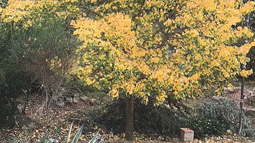 Novembre