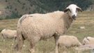 198 projectes agraris de la Conca de Barberà reben ajuts compensatoris