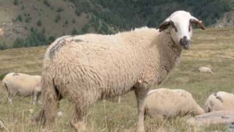 198 projectes agraris de la Conca de Barberà reben ajuts compensatoris