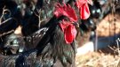 Línia d'ajuts d'11,7 milions d'euros per al sector agroalimentari afectat per la guerra d'Ucraïna