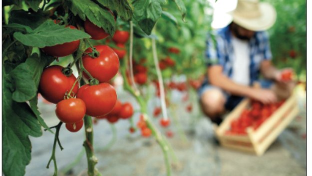 Dia mundial de l'alimentació