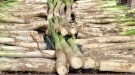 Calçotades i visites guiades, un 2x1 de l'Oficina de Turisme de Montblanc