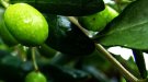 Cau en un 52% la producció d'oli d'oliva a Catalunya