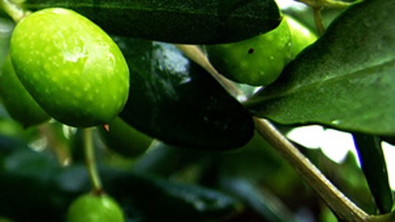 Cau en un 52% la producció d'oli d'oliva a Catalunya