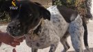 SEPRONA fa una intervenció de benestar animal a Santa Coloma de Queralt