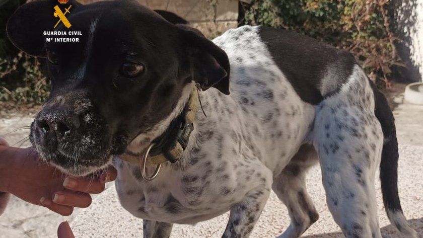 SEPRONA fa una intervenció de benestar animal a Santa Coloma de Queralt