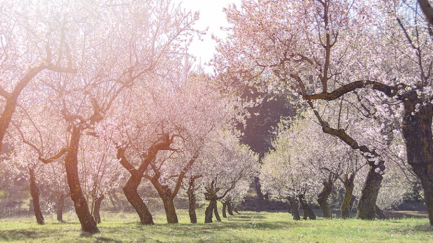 Primavera