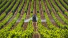 Tarragona la segona província amb més ajuts als agricultors pel preu dels fertilitzants
