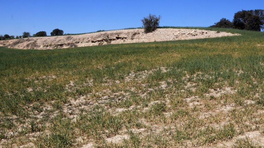 Les cooperatives catalanes alerten que, sense aigua, perillen les produccions de la majoria d’aliments i demanen ajuts