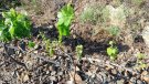 Unió de Pagesos reclama més facilitats per caçar cabirols a les comarques vitivinícoles del Camp de Tarragona i Penedès