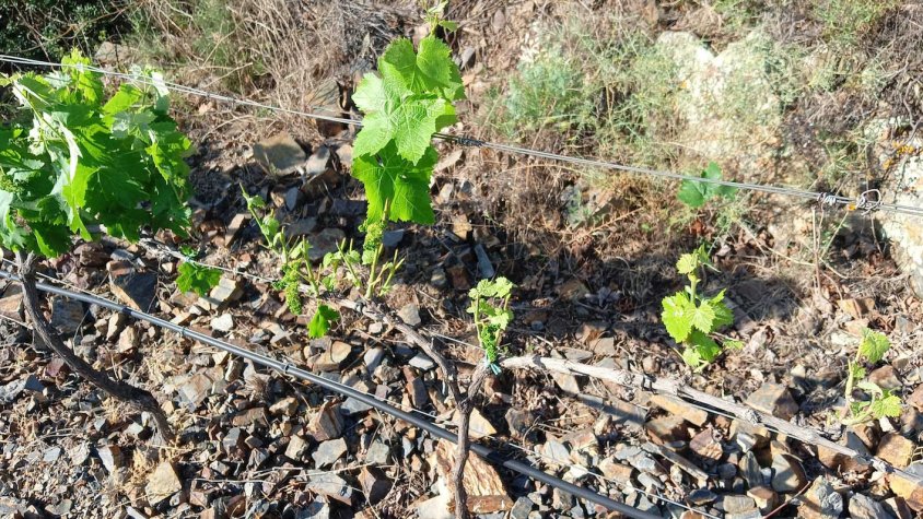 Unió de Pagesos reclama més facilitats per caçar cabirols a les comarques vitivinícoles del Camp de Tarragona i Penedès