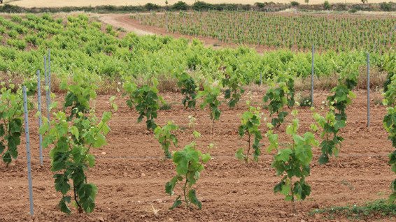 78 agricultors/es ecologics de la Conca reben ajuts de fins a 364 000 euros