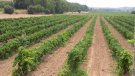 Jornada tècnica de Viticultura regenerativa a la Festa del Trepat 