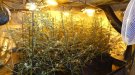 Els Mossos d’Esquadra desmantellen una plantació interior de marihuana a Sarral