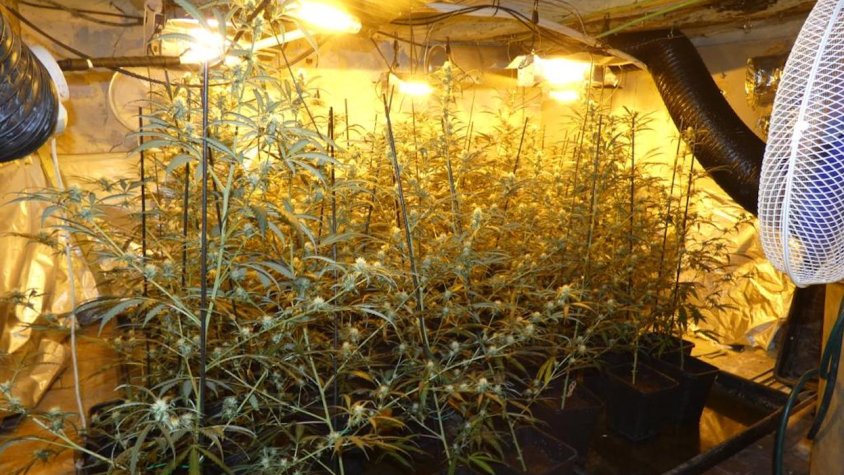 Els Mossos d’Esquadra desmantellen una plantació interior de marihuana a Sarral