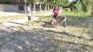 Santa Coloma prepara el terreny per a la plantada de safrà