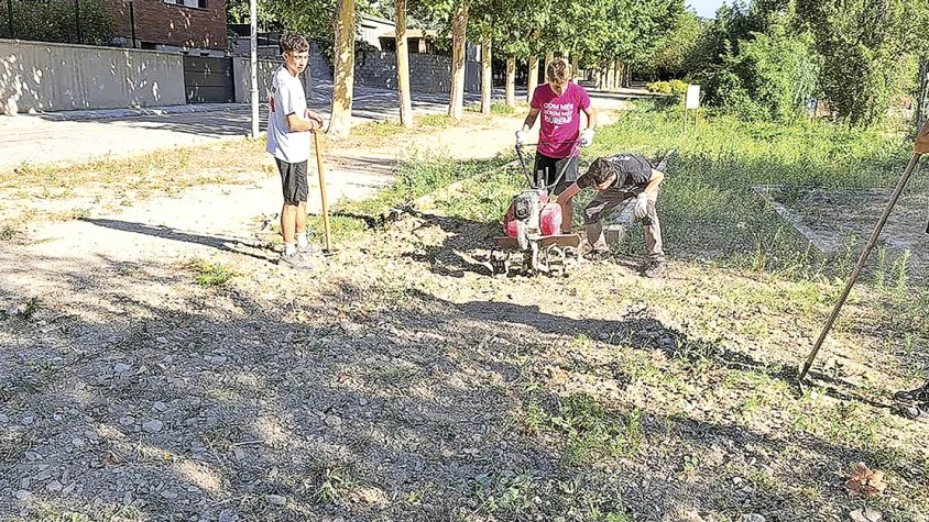 Preparant el terreny per la plantada de safrà