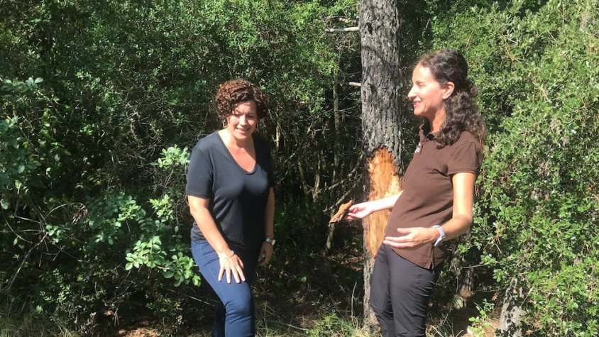 Acció Climàtica retirarà els pins morts del paratge natural de Poblet afectats per una plaga d'insectes perforadors i la sequera 