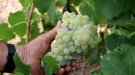 El gruix de la verema arrenca la setmana vinent a la Conca de Barberà