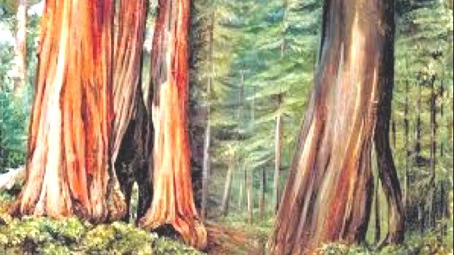 Cant als arbres
