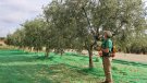 La DOP Siurana preveu que el preu de l'oli pot pujar encara una mica més per l'escassa producció d'olives