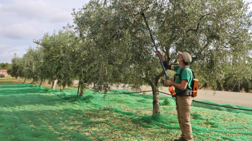 La DOP Siurana preveu que el preu de l'oli pot pujar encara una mica més per l'escassa producció d'olives