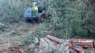 Es retiren 45 hectàrees d'arbres morts al paratge de Poblet afectats per la sequera