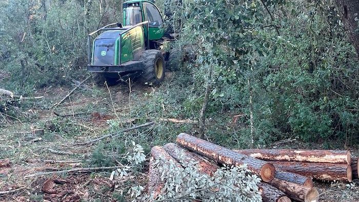 Es retiren 45 hectàrees d'arbres morts al paratge de Poblet afectats per la sequera
