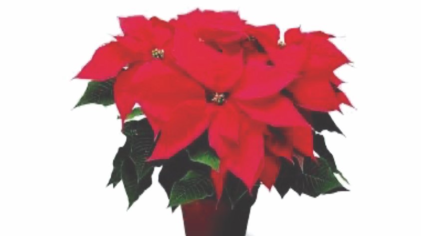 La flor de Nadal