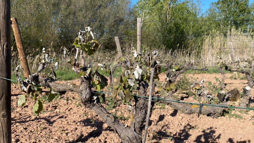 Les pedregades i les gelades dels dies 23 i 24 provoca afectacions greus a vinyes de la Conca de Barberà
