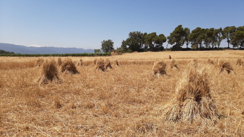Les cooperatives catalanes preveuen un 33% més de producció d'ametlla però la davallada del 40% de garrofa